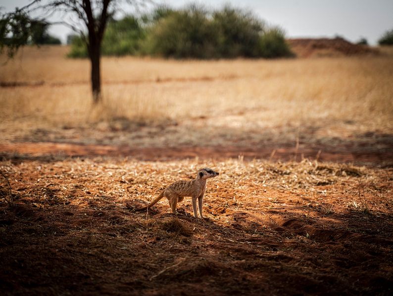 Suricates dans le Kalahari en Namibie, Afrique par Patrick Groß