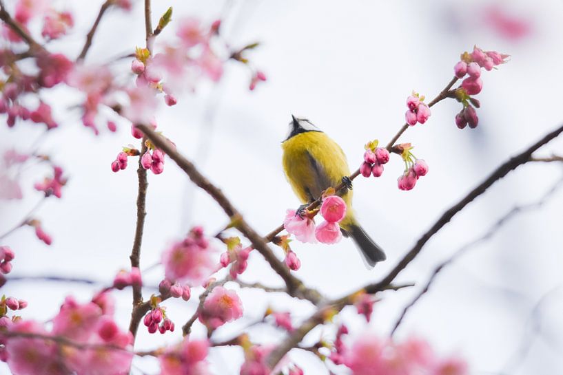 Blossom und ein kleiner Besucher von Merel Pape Photography