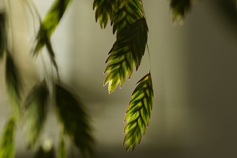 Im Gleichgewicht von Carla Mesken-Dijkhoff