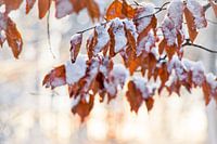 Leaves with snow in the sun