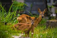 Forest dwellers in the city