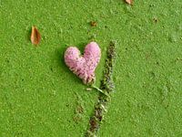 Liefde vind je overal