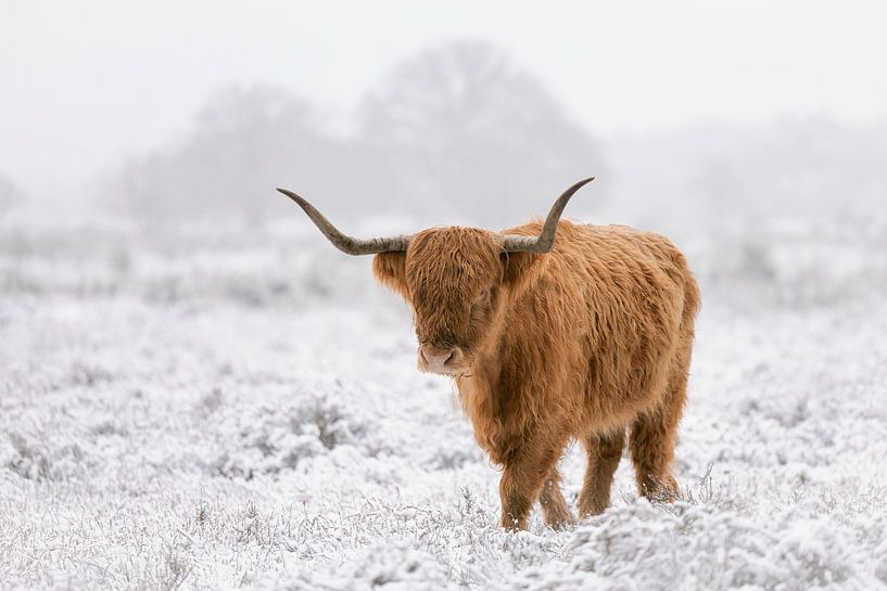 Winter portrait of Scottish highlander | Nature Photography Netherlands by Marika Huisman fotografie