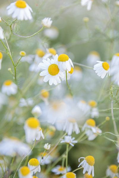 Chamomile by Silvio Schoisswohl