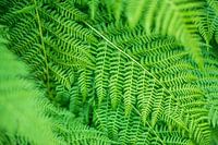 Green fern