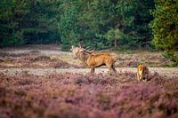 Bellowing Red Deer