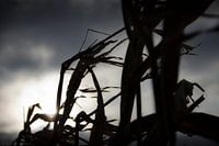 Blasen des Vergessens