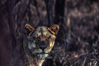 Une lionne africaine