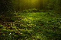 Moss at the bottom of a forest