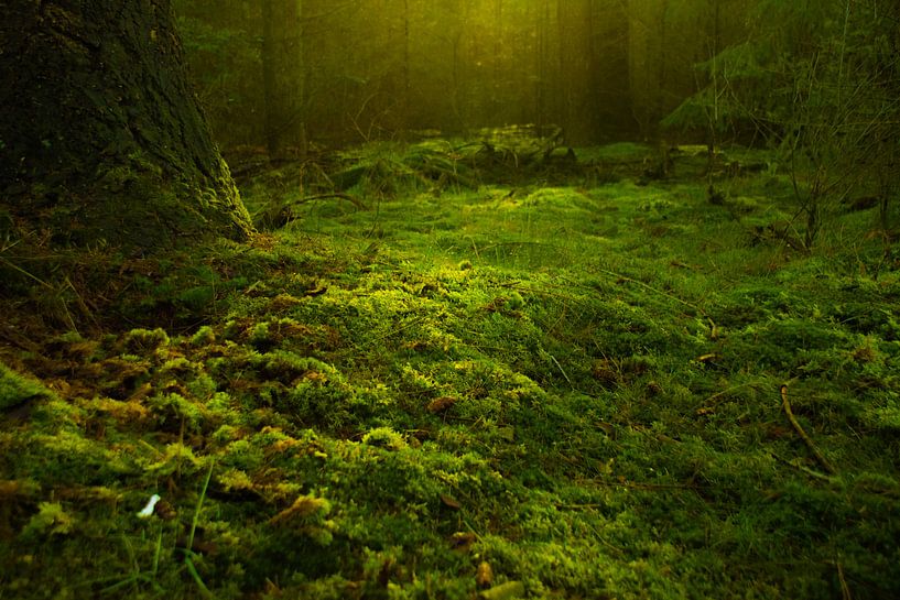 De la mousse au fond d'une forêt par Hugo Braun