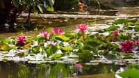 Waterlelies in bloei