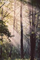 Sonnenstrahlen im Nebel