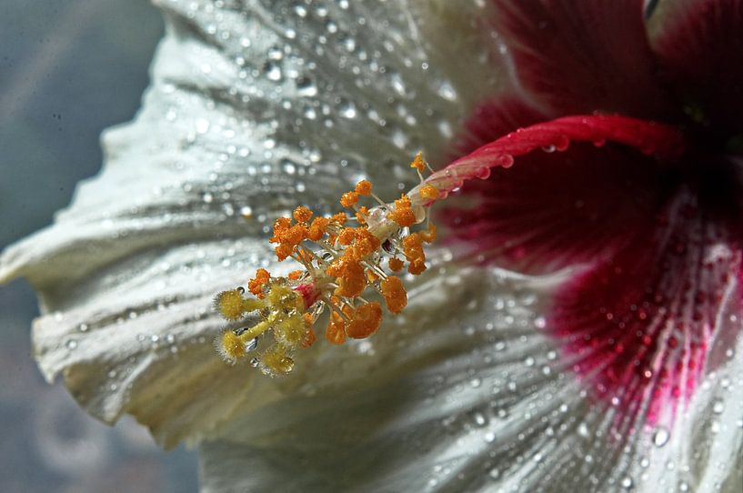 Sparkling drops - hibiscus flower by Christine Nöhmeier