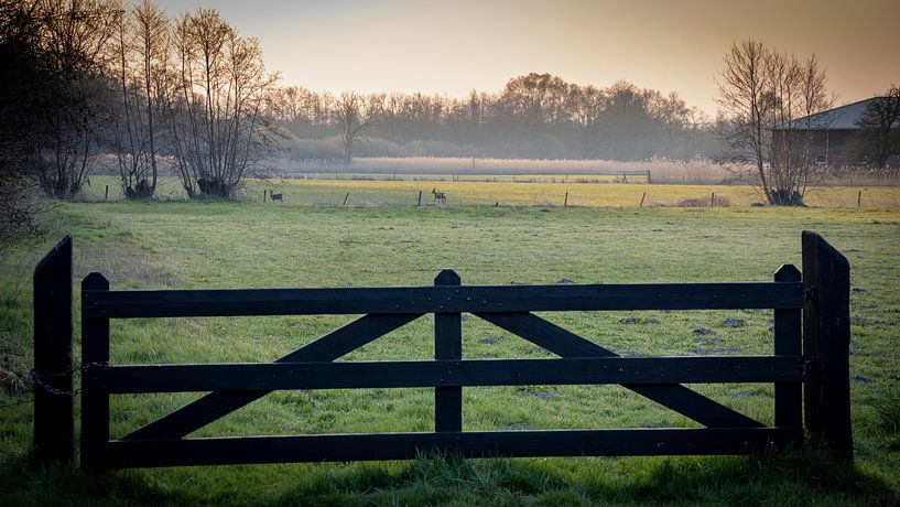deux cerfs se promènent dans la prairie tôt le matin par Hans de Waay