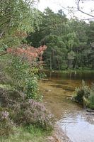 Klares Wasser im Wald
