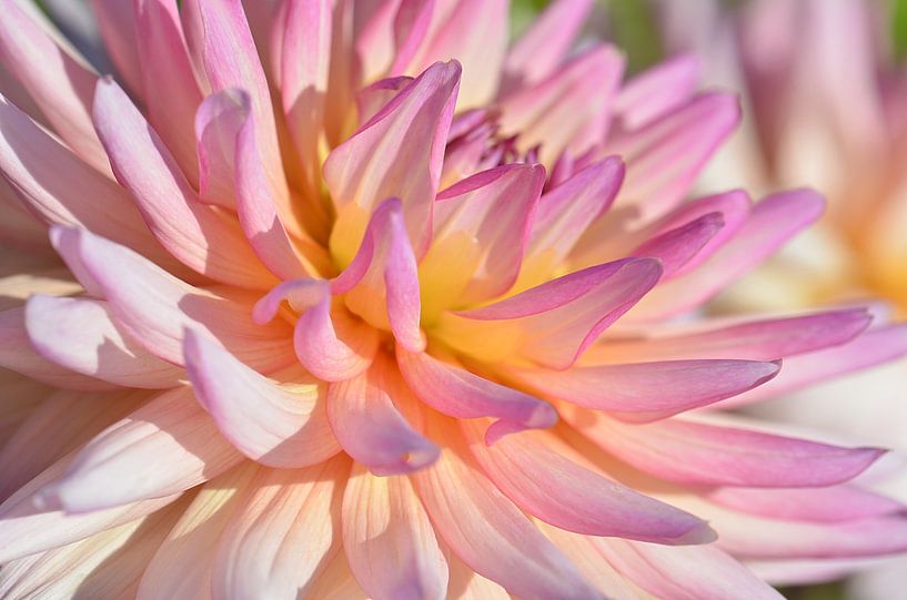 Dahlie von Violetta Honkisz