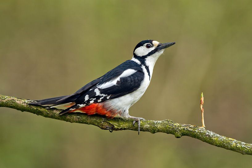 Buntspecht von Menno Schaefer