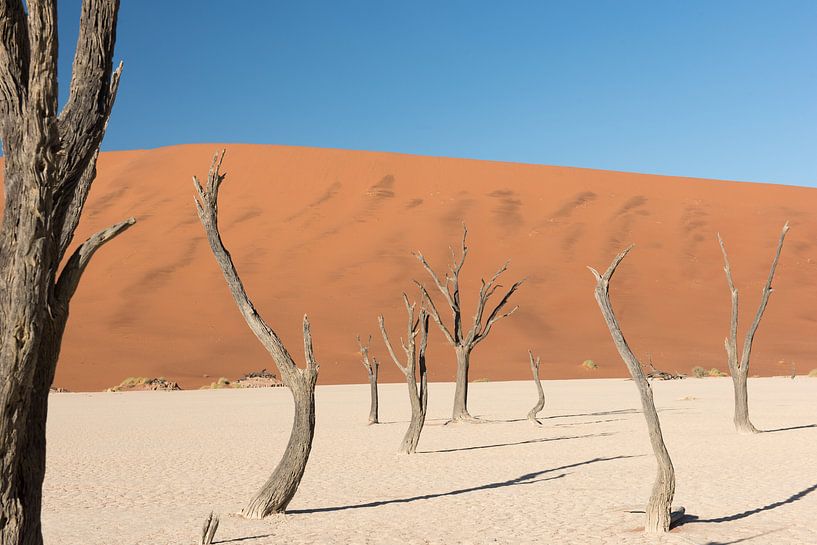 Trees in Deadvlei by Felix Sedney