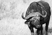 Königliches Porträt von Buffalo