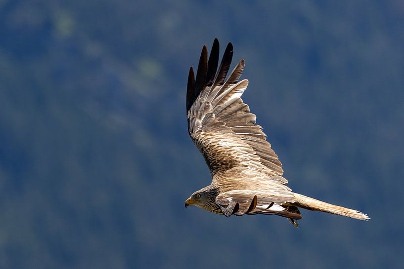 Milan royal en survol par Andreas Müller