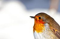 Rotkehlchen im Schnee