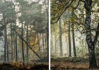 Diptychon: Herbst im Nebel und Sonnenlicht