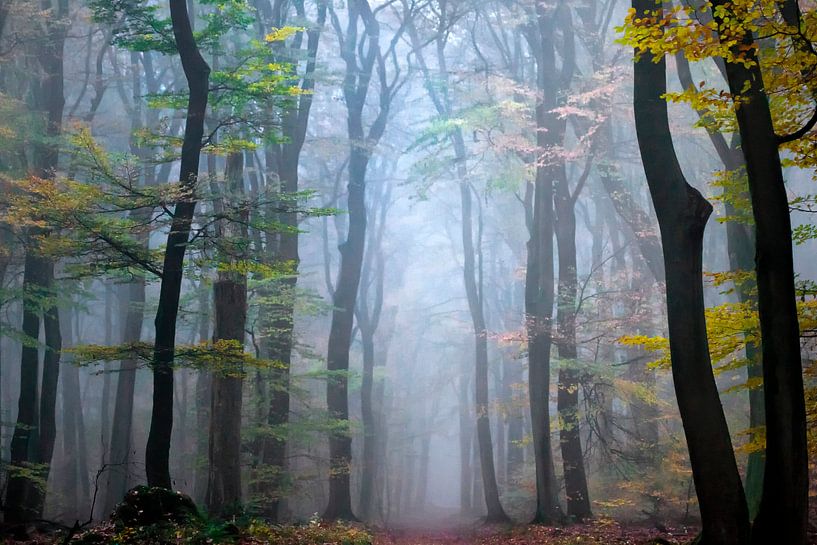 Foggy and colorful by Art by Fokje