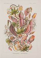 Nepenthaceae, formes d'art de la nature, E. Haeckel