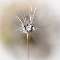 Paardebloem met waterdruppel