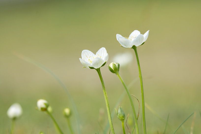 Wild flower Parnassus by Marian Sintemaartensdijk