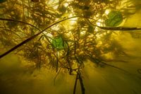 Underwater landscape