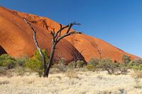 Nula ( Ici, là, partout)