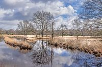 Beautiful pond in the nature reserve the Kampina