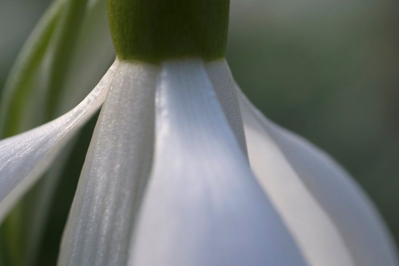Sneeuwklokje von Barbara Brolsma