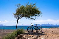 VTT à l'ombre d'un arbre