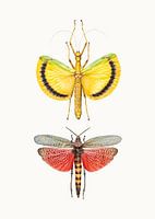 Rariteitenkabinet_Insecten_08