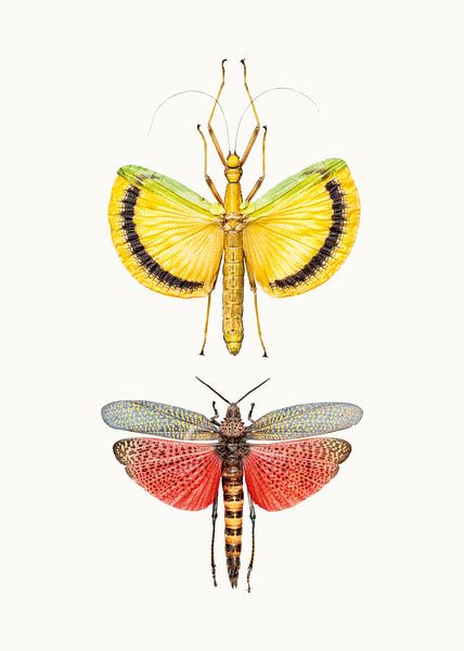 Varietätenkabinett_Insekten_08 von Marielle Leenders