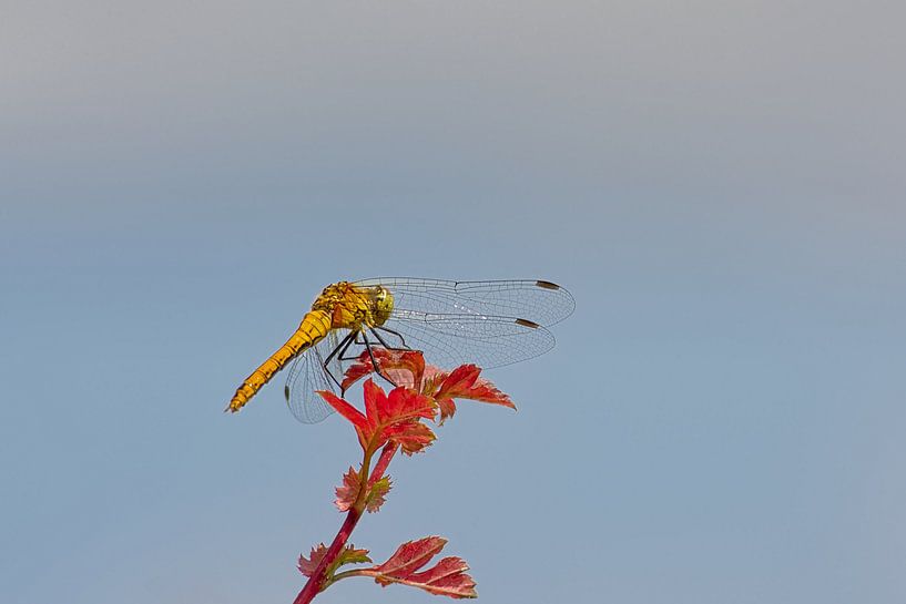 Weiblich der blutroten Heidelibel von Kristof Lauwers