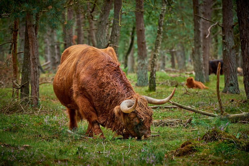 Le taureau écossais Highlander en train de paître dans une réserve naturelle par Jenco van Zalk