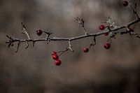 Branch with berries in autumn