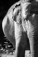 Elefant schwarz-weiß