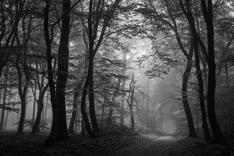 Speulderbos by André Ruiter