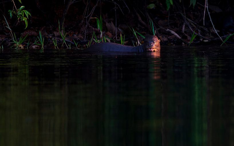 Riesenotter zeigt seine Zähne von Lennart Verheuvel