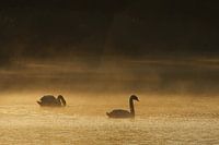 Zwemmende zwanen in de ochtendnevel
