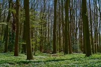 Bosanemonen bij Kasteel Oud Poelgeest