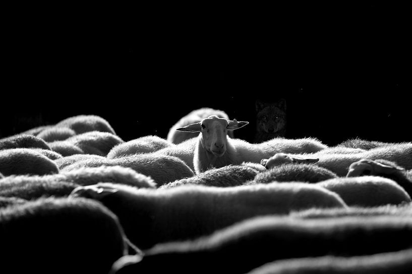 Der Wolf ist zurück in den Niederlanden. von Eduardo