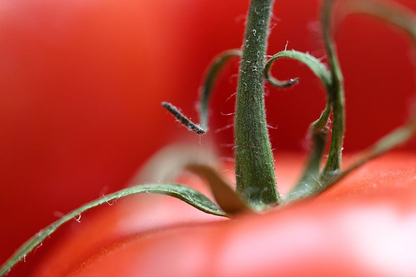 macrophotographie d'une tomate avec la tige verte, arrière-plan alimentaire avec espace de copie, mi par Maren Winter