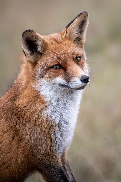 Le renard roux par Arianne van Dongen