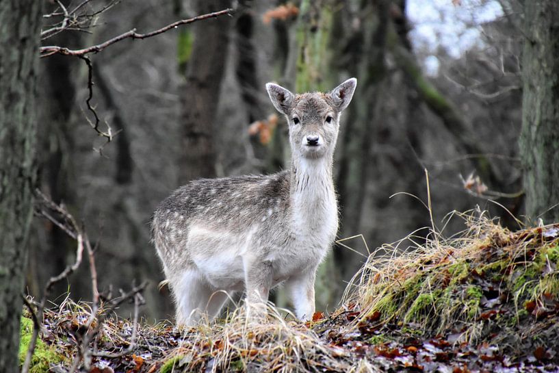 Damhert in de duinen von Susan Dekker