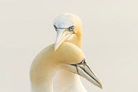 Zusammensein gilt auch für Vögel